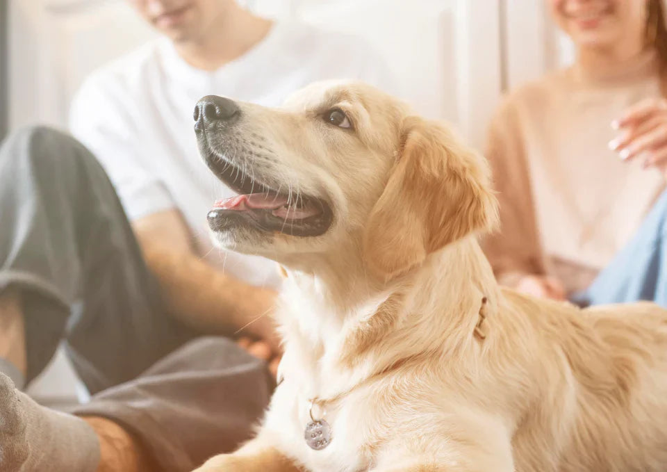 How To Encourage An Active Lifestyle For Your Dog