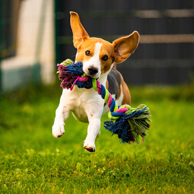 Pet Toys