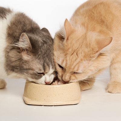 Pet Accessories