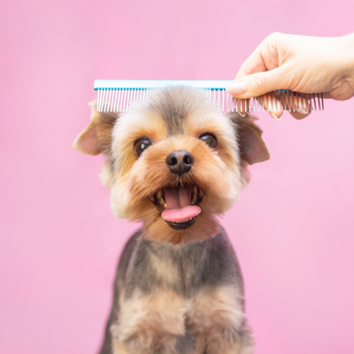 Grooming Kits